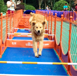 狗狗运动会